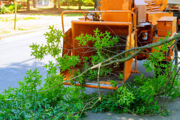 Best Arborist Consultation Services  in Highland Lakes, AL